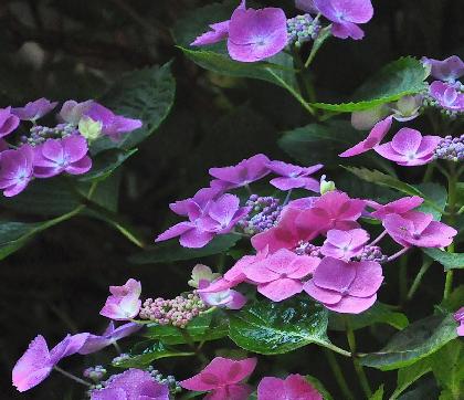 HydrangeamacrophyllaAnnekeSterkenlacecapvnn