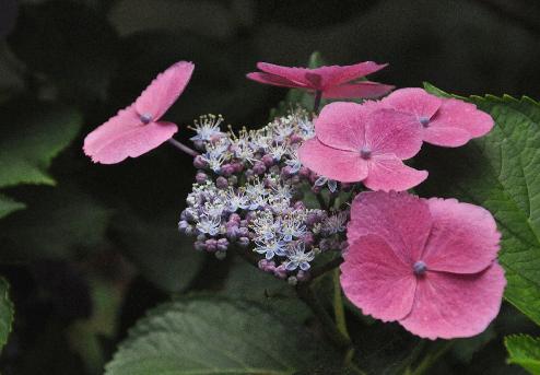 HydrangeamacrophyllaAnnekeSterkenCloseupvnn