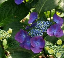 Hydrangea macrophylla 'Eisvogel' globalview