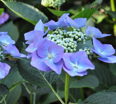 HydrangeamacrophyllaBlaumeiseVNcloseup2