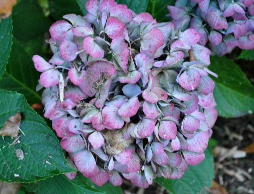 HydrangeamacrophyllaHolehirdpurplemidoktoberuitbloeiVN