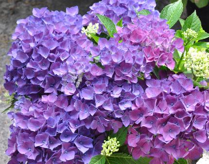 HydrangeamacrophyllaCotedAzur