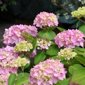 hydrangeamacrophyllabouquetrose