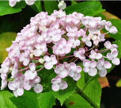 HydrangeamacrophyllaAyesharozebloemenjuli2