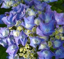 HydrangeamacrophyllaLabvla