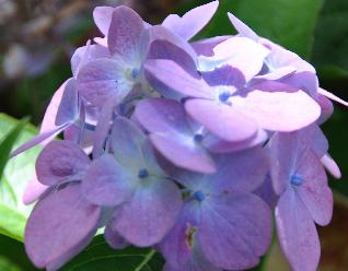 HydrangeamacrophyllaBlauerPrinznabloeiseptember