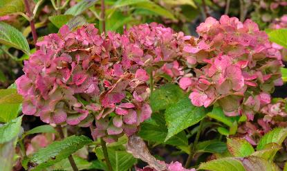 hydrangeamacrophyllaLavblauitbloei