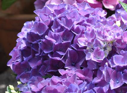 Hydrangeamacrophyllacotedazur2