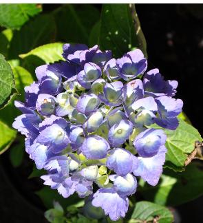 hydrangeamacrophyllaursulajuli