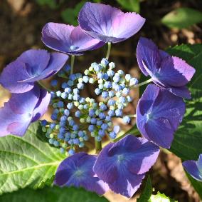 HydrangeamacrophyllaEisvogel