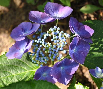 Hydrangea macrophylla 'Eisvogel'