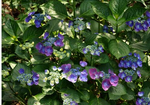 Hydrangea macrophylla 'Eisvogel' global view