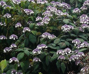 hydrangeamacrophyllaasperaddon