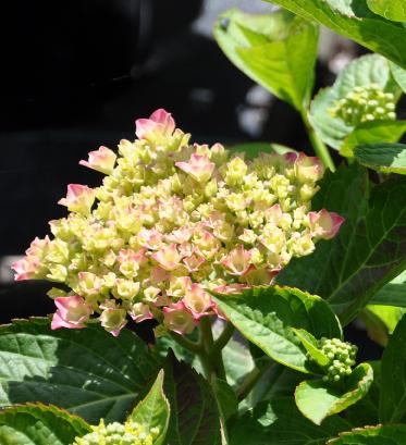 hydrangeamacrophyllamoscou