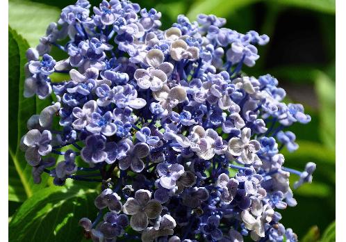 HydrangeamacrophyllaAyeshasept