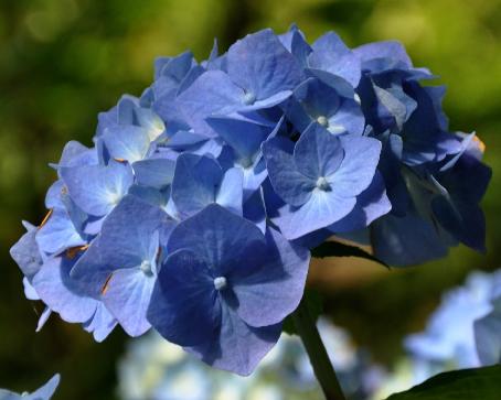 HydrangeamacrophyllaBelaclup