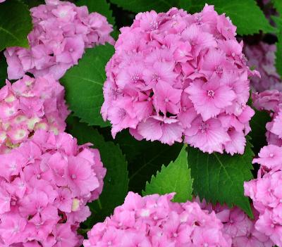 Hydrangea macrophylla 'Benelux' : grand buisson, vigoureux