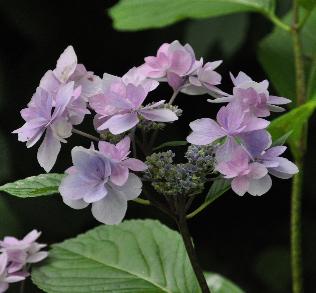 HydrangeamacrophyllaHanabiBlueVNNN