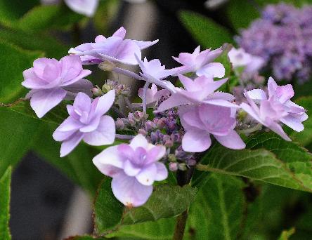 HydrangeamacrophyllaHanabiBlue