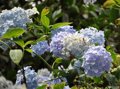 Hydrangea macrophylla 'Générale Vicomtesse de Vibraye' 2