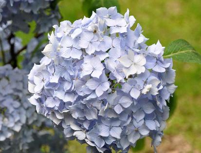 Hydrangea macrophylla 'Générale Vicomtesse de Vibraye' 3 clup