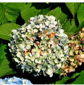 HydrangeamacrophyllaGeneralvicomtessedeVibrayeuitbloeiseptembervn2