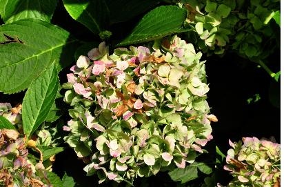 Hydrangea macrophylla 'Générale Vicomtesse de Vibraye' 3 clup