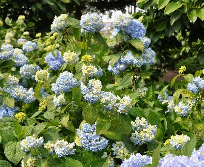 Hydrangea macrophylla 'General vicomtesse de Vibraye ' 