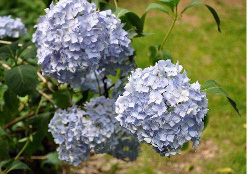 Hydrangea macrophylla 'Générale Vicomtesse de Vibraye' 3 clup