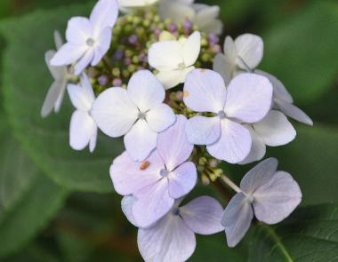 HydrangeamacrophyllaMariessiPerfecta2