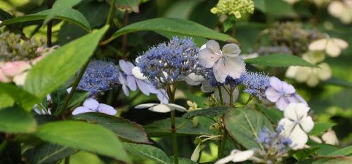 HydrangeamacrophyllaMariessiPerfecta3uitbloei