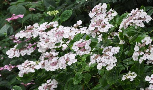 HydrangeamacrophyllaLibelle