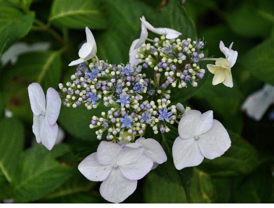 HydrangeamacrophyllaVeitchii3closeup