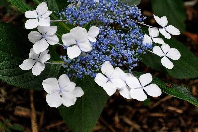 HydrangeamacrophyllaVeitchiiVNlacecap