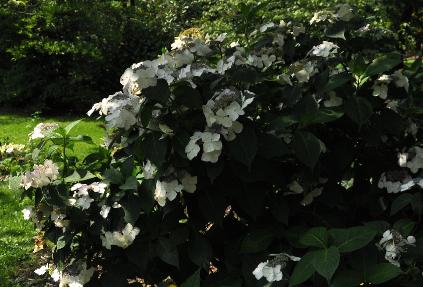 HydrangeamacrophyllaVeitchiiglobalpictureHetleen