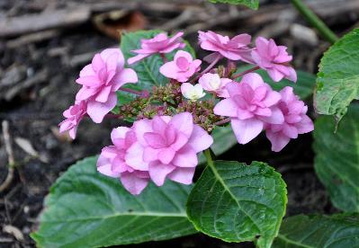 HydrangeamacrophyllaBlueBonnet2