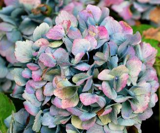 HydrangeamacrophyllaUrsula2VNokt