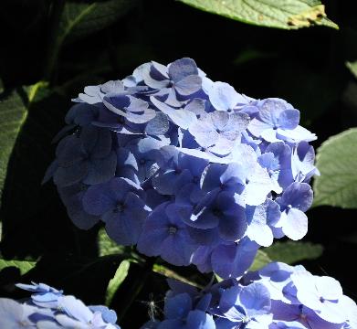 HydrangeamacrophyllaBodenseesynBoncuseBrugger1950VN