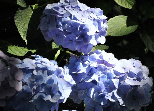 HydrangeamacrophyllaBodenseesynBoncuseBrugger1950