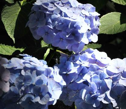 Hydrangea macrophylla 'Bodensee' syn. 'Boncuse' - Brugger 1950  Allemagne