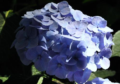 Hydrangea macrophylla 'Bodensee' syn. 'Boncuse' - Brugger 1950  AllemagneynBoncuseBrugger1950VN