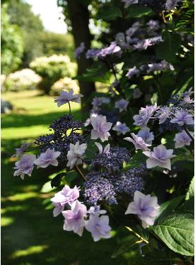 Hydrangea macrophylla 'Cassiopée' - syn. Tambour Major 3- Corine Mallet 1993.jpg