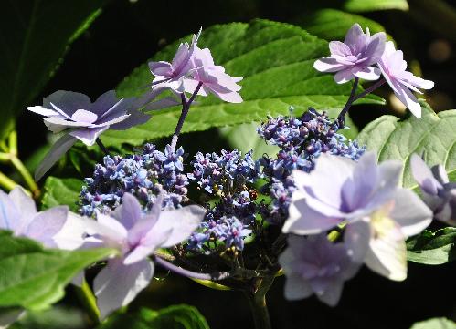 Hydrangea macrophylla 'Cassiopée' - syn. Tambour Major 4- Corine Mallet 1993.jpg