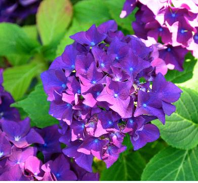 HydrangeamacrophyllaEugeneHahnvn