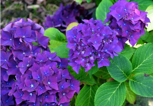 HydrangeamacrophyllaEugeneHahn