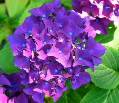 Hydrangea macrophylla 'Eugene Hahn' -hortensia