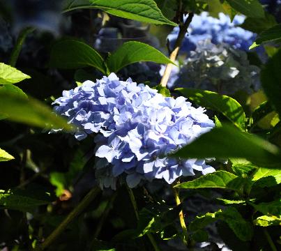 HydrangeamacrophyllaHomigoHofstedeKoosWilko2000pic3