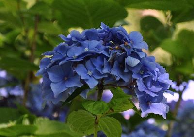 HydrangeamacrophyllaHomigoHofstedeKoosWilko2000closeup