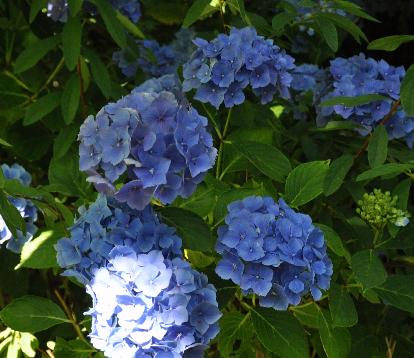 Hydrangea macrophylla 'Homigo' Hofstede Koos Wilko 1997 globalpicture