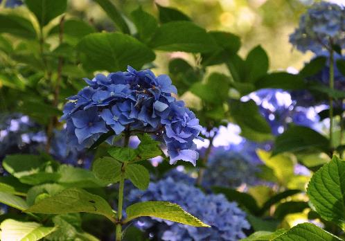 Hydrangea macrophylla 'Homigo' un hortensia de  Hofstede Koos & Wilko  Pays Bas